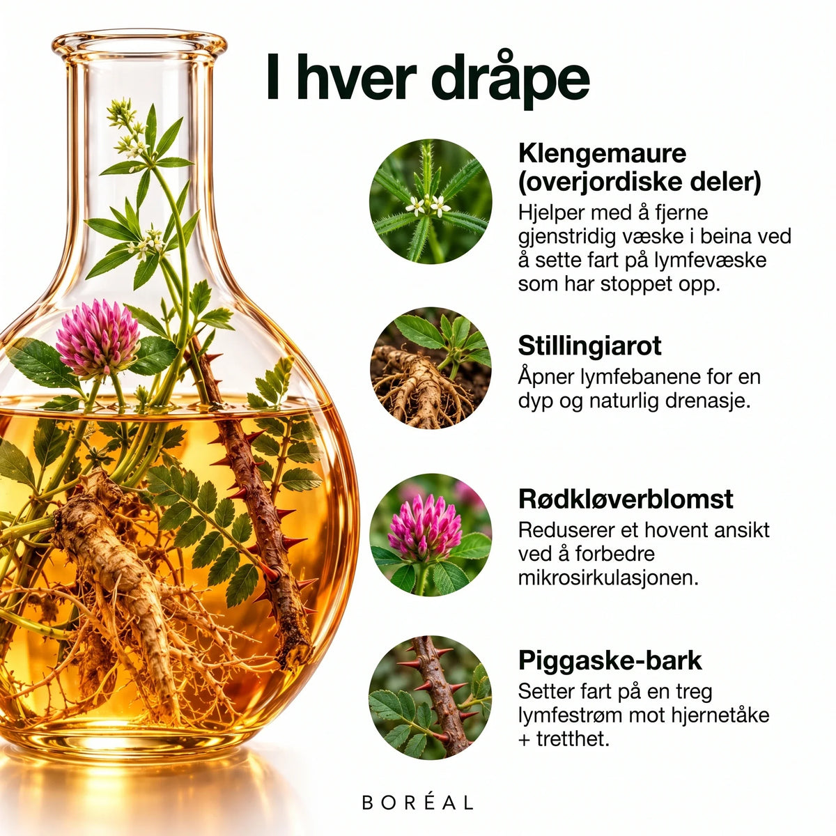 Lymfedrenasje Boréal 2