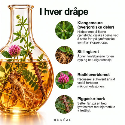 Lymfedrenasje Boréal 2